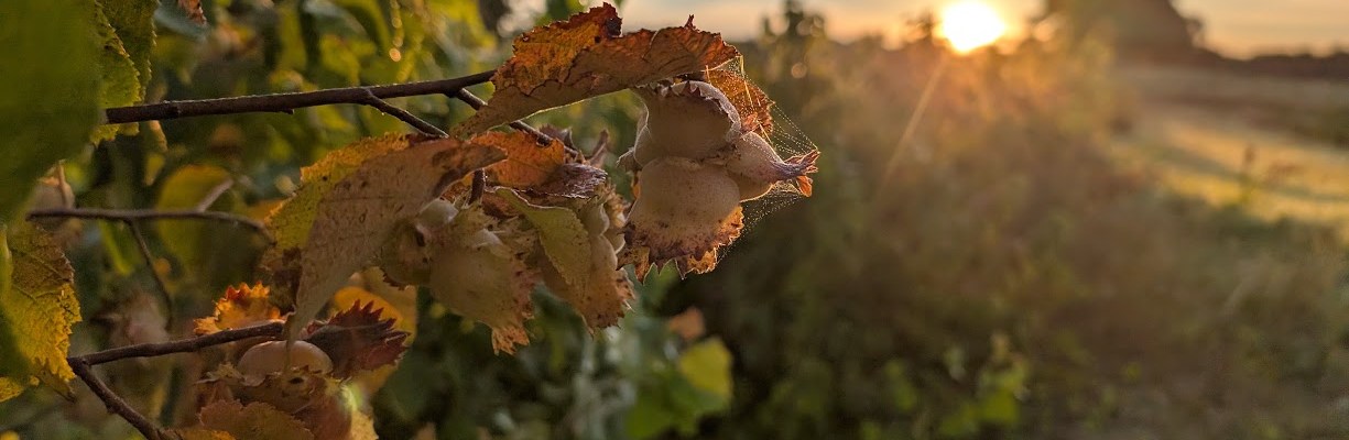 Sunrise over Good Trouble Grove hazelnuts